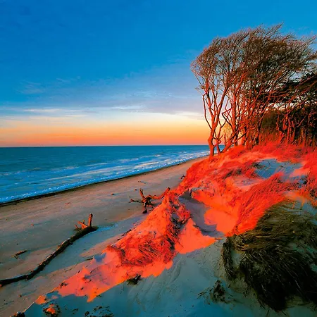 Sanddorn, Strandhafer