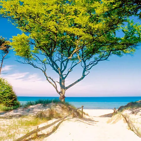 Sanddorn, Strandhafer * Prerow